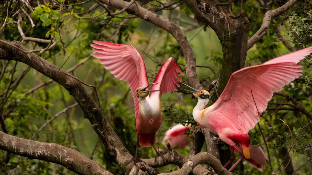 BIRDING IN GALVESTON