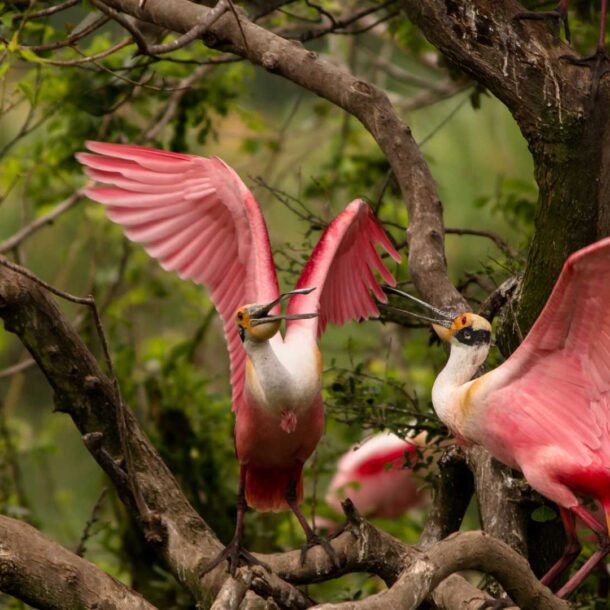 birding in galveston