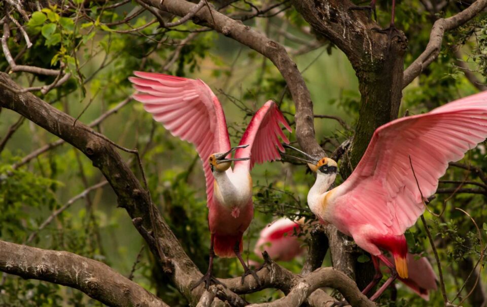 birding in galveston