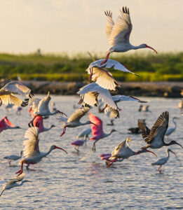 birding in Galveston - beach houses in Galveston