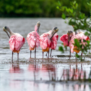 birding in Galveston - Galveston beach condos